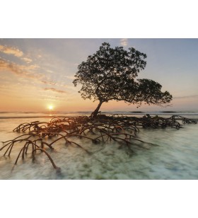 Puzzle 1000 pièces:  Red Mangrove