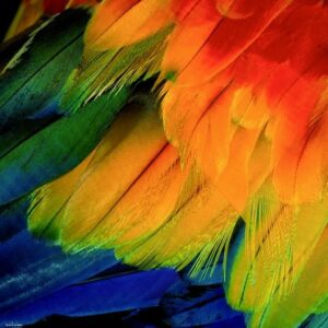 Puzzle 1000 pièces: Plumes