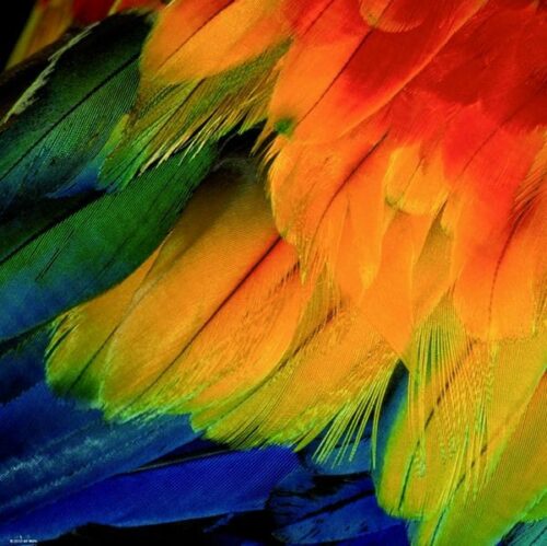 Puzzle 1000 pièces: Plumes