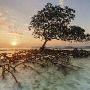 Puzzle 1000 pièces:  Red Mangrove