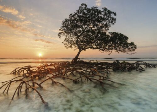 Puzzle 1000 pièces:  Red Mangrove