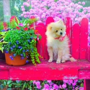 Puzzle 500 pièces - Chiot dans le jardin coloré