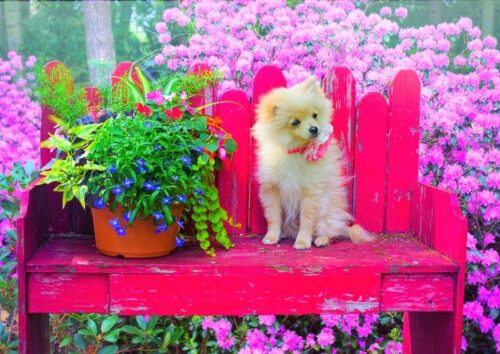 Puzzle 500 pièces - Chiot dans le jardin coloré