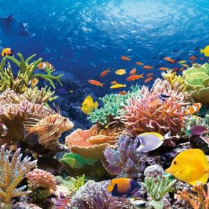 Puzzle 1000 pièces : Coral Beef